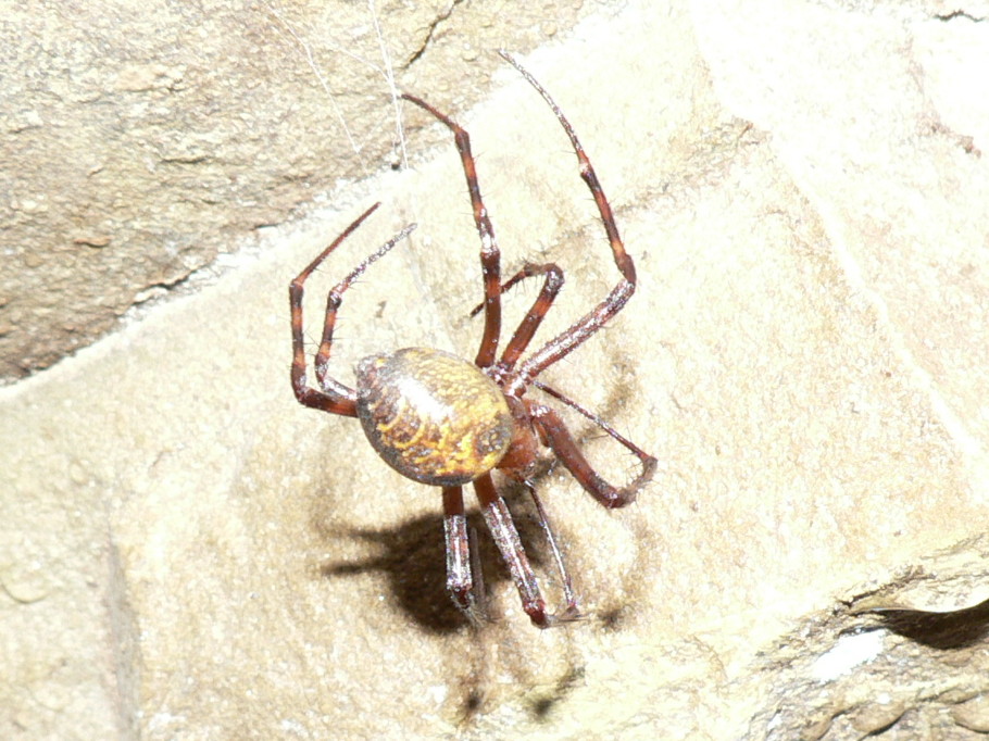 In un vecchio bacino per la raccolta di acqua: Meta menardi